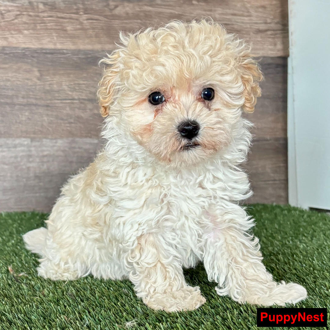 Puppy for Sale